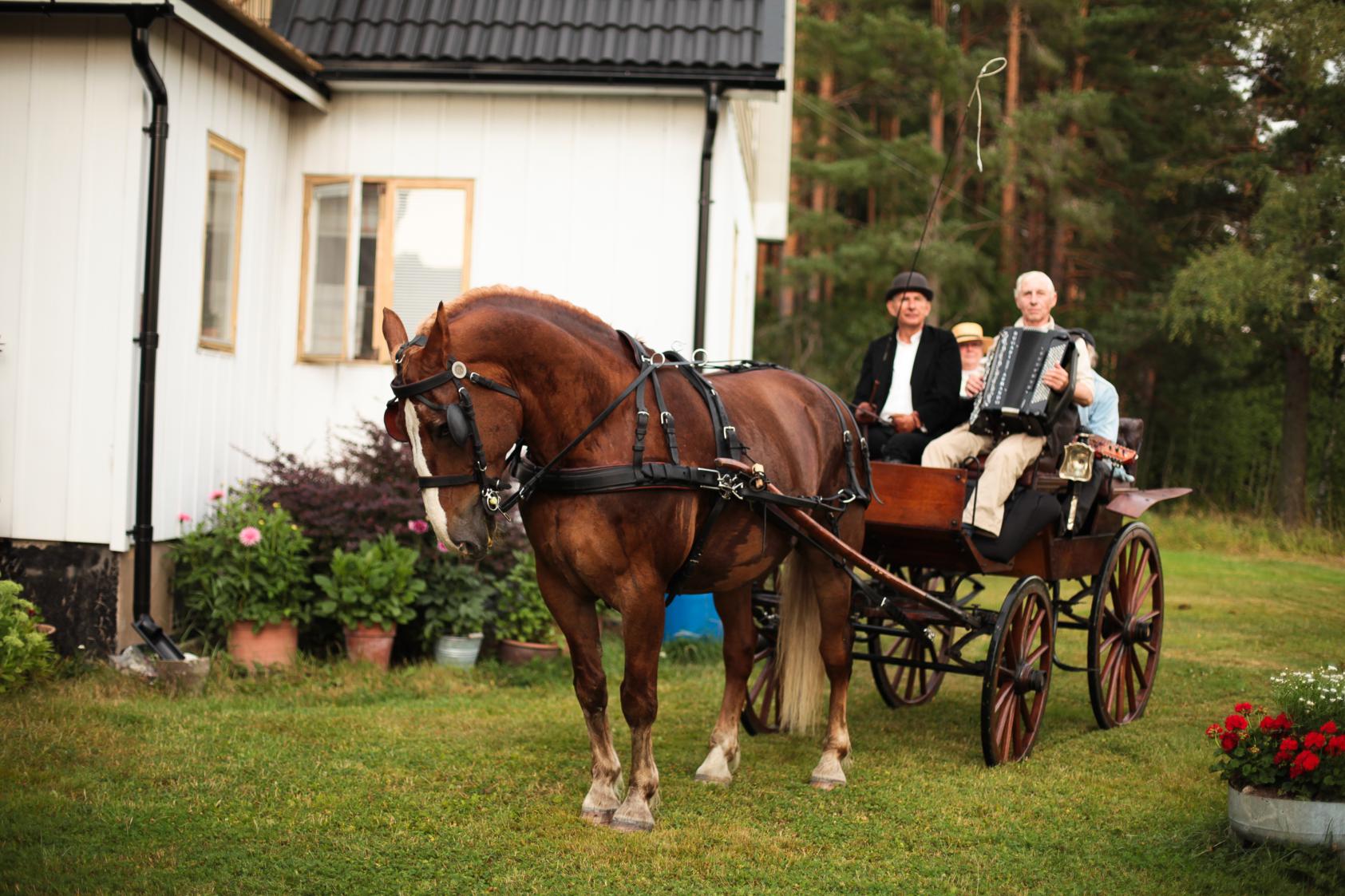 Krycka (234)